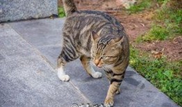 猫猫崽吃瓜,猫猫崽的瓜田奇遇记