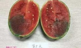 吃瓜长知识捷克