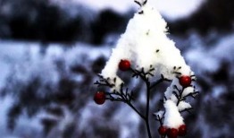 雪上下吃瓜,冬日里的独特风味体验