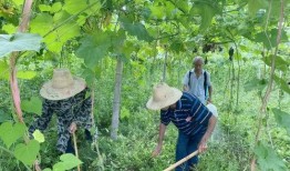 吃瓜老头逛瓜园,一场别开生面的田园之旅
