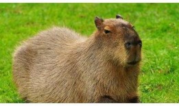 水豚最新吃瓜视频,萌态可掬，瓜界新宠