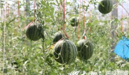 吃瓜视频最好看,揭秘最好看的瓜界盛宴