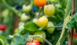 紫薇吃瓜图片,揭秘娱乐圈幕后真相