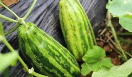 时意吃瓜,揭秘娱乐圈幕后故事