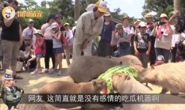 水豚最新吃瓜视频,萌态可掬，瓜界新宠