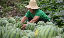 渣田吃瓜,揭秘娱乐圈背后的秘密与真相