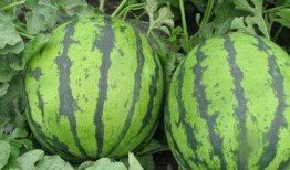 吃瓜大妈卖西瓜,夏日里的甜蜜诱惑