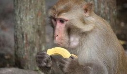 猴子吃瓜照视频,欢乐瞬间捕捉