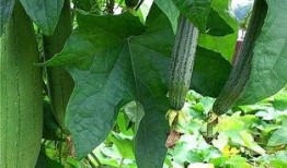 覆水瓜要怎么吃,解锁美味新体验