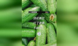 只吃花不吃瓜,揭秘只吃花不吃瓜的独特饮食习惯