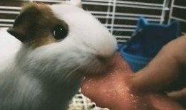 猪猪吃的什么瓜,探寻猪猪钟爱的瓜类美食