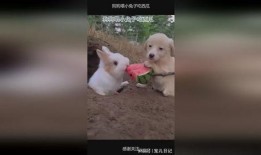 兔子可以吃哪些瓜,探索适合兔子的瓜类美食