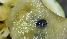 兰州冬天吃大瓜,暖意盎然的大瓜盛宴