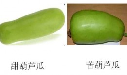 葫芦瓜种可以吃吗,葫芦瓜种植与食用价值解析