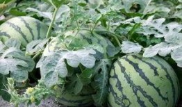 吃瓜老头逛瓜园,一场别开生面的田园之旅