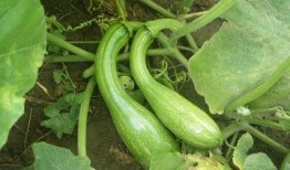 吃瓜运动品牌,揭秘“吃瓜”运动品牌的崛起之路