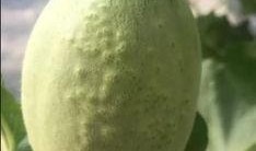 吃瓜群众甜香瓜口味