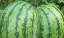 吃瓜大妈卖西瓜,夏日里的甜蜜诱惑