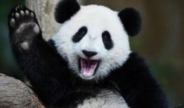 圆润熊猫吃瓜,圆润熊猫的甜蜜瓜果时光