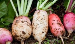 萝卜和皇瓜可以吃吗,探寻美味与营养的完美结合