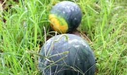 南阳本地吃瓜事件,一场引发全民热议的网络狂欢