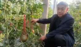 临朐最新吃瓜事件,揭秘最新网络热议事件背后的真相