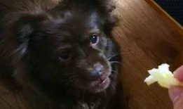 小狗吃瓜就拉稀,揭秘瓜类对狗狗的危害