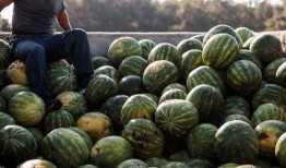 中国各地吃瓜速度,地域特色与生活节奏的缩影