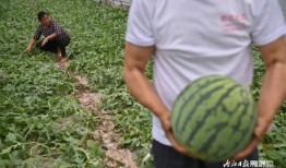 渣田吃瓜,揭秘娱乐圈背后的秘密与真相