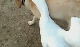 大白鹅吃瓜,大白鹅的夏日瓜果盛宴