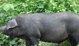 农村许半夏养猪吃瓜,瓜田飘香农村新篇章