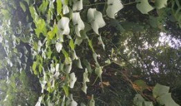 吐耳瓜怎么吃,探索美味新境界