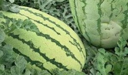 海角社区怎么吃瓜,揭秘热门吃瓜指南，轻松解锁社区热点