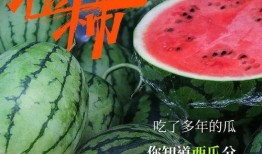 吃瓜群众何博士,瓜田里的智慧与幽默