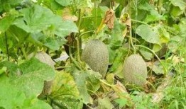 哈密瓜的瓜尖可以吃吗,美味与营养的双重享受