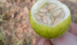 多肉小野吃瓜,多肉小野的瓜田奇遇记