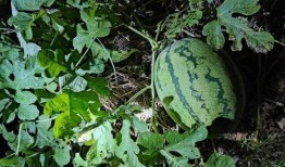 地里吃瓜的cha,揭秘乡村生活的独特魅力