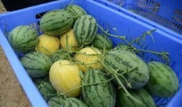 桂林吃瓜群,揭秘当地美食圈的热辣故事