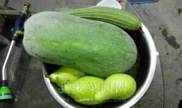 专业吃瓜能量 下载,网络热词背后的文化现象