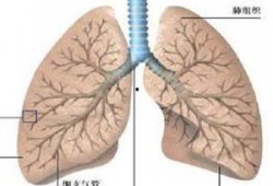 肺病可以吃籽瓜吗