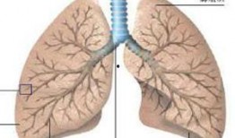 肺病可以吃籽瓜吗
