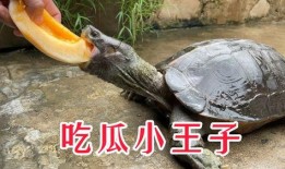 小王在线吃瓜,揭秘娱乐圈幕后风云