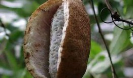 在哪里吃八月瓜比较好,揭秘八月瓜的最佳品尝地