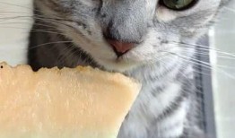 猫猫崽吃瓜,猫猫崽的瓜田奇遇记