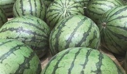 地瓜视频吃瓜,带你领略吃瓜乐趣，轻松解锁娱乐新姿势