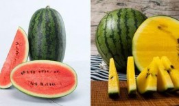 吃瓜中瓜条是什么意思啊,网络流行语的趣味解读