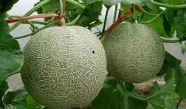 烟台理工吃瓜,吃瓜群众揭秘校园热点事件