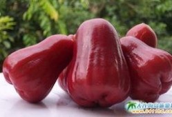 莲雾吃瓜短视频,趣味横生的短视频盛宴