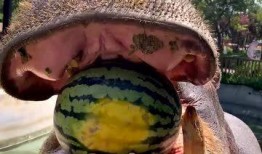 河马吃瓜翻车视频