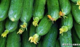 黄守瓜吃黄瓜,一场生态与美味的邂逅